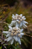 32_Stelle Alpine